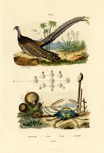 Argus Pheasant by French School